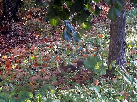Red squirrel  Alexandrovsky Park,Geotagged,Red Squirrel,Russia,Sciurus vulgaris