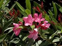 Pink Oleander  Geotagged,Greece,Nerium,Nerium oleander,Santorini