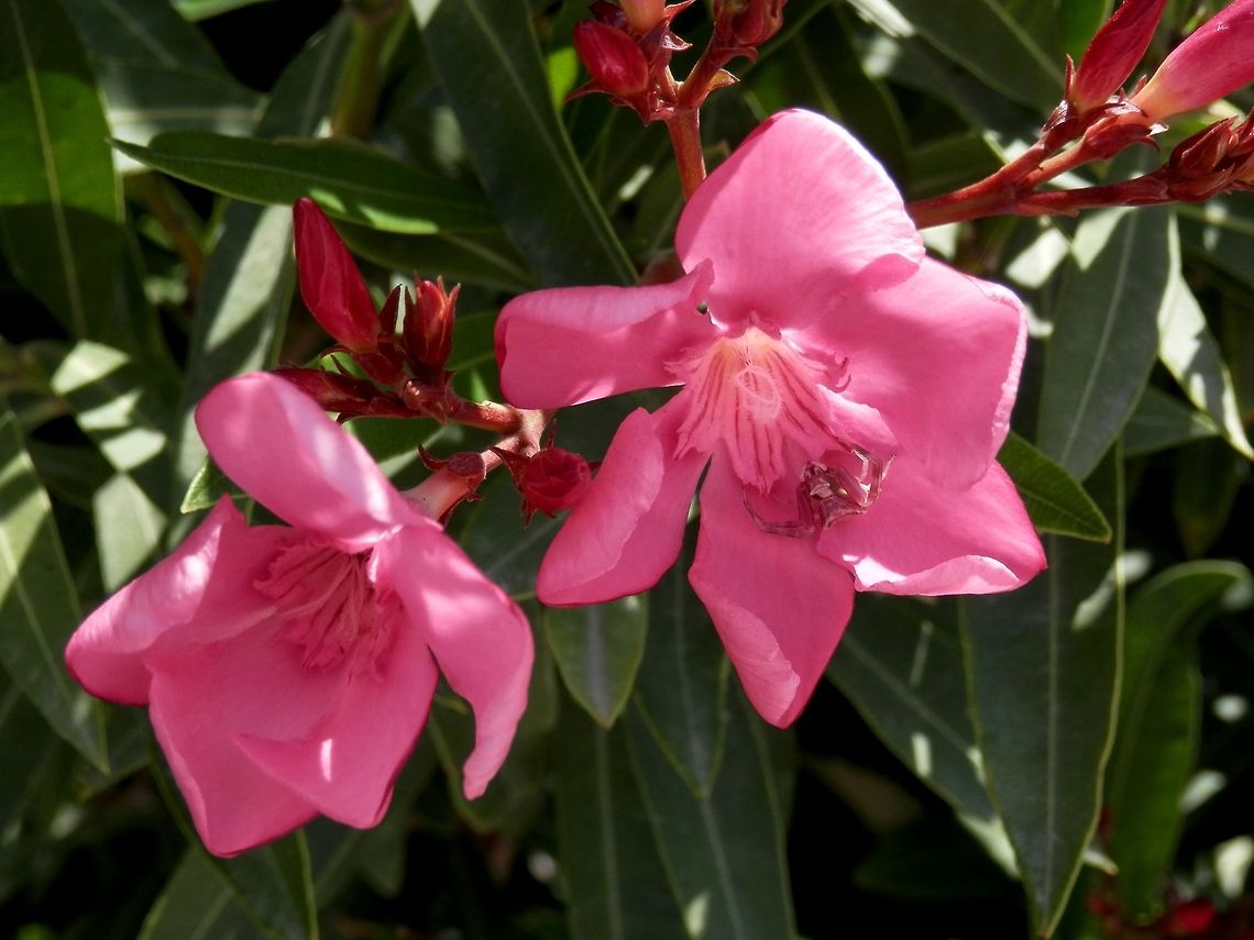 Heather Crab spider on Pink Oleander Do you see the spider?<br />
<figure class="photo"><a href="https://www.jungledragon.com/image/14555/heather_crab_spider_close_up.html" title="Heather Crab spider close up"><img src="https://s3.amazonaws.com/media.jungledragon.com/images/651/14555_thumb.JPG?AWSAccessKeyId=05GMT0V3GWVNE7GGM1R2&Expires=1759968010&Signature=gJUM%2F6AIKnEhg1zbYYaV%2BnLcZM4%3D" width="200" height="150" alt="Heather Crab spider close up  Geotagged,Greece,Santorini,Spring,Thomisus onustus" /></a></figure> Geotagged,Greece,Santorini,Spring,Thomisus onustus