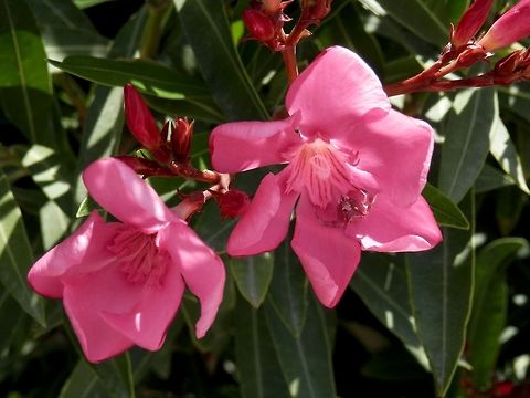 Heather Crab spider on Pink Oleander Do you see the spider?
https://www.jungledragon.com/image/14555/heather_crab_spider_close_up.html Geotagged,Greece,Santorini,Spring,Thomisus onustus