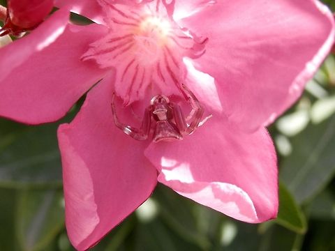 Heather Crab spider close up  Geotagged,Greece,Santorini,Spring,Thomisus onustus