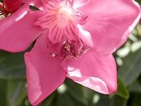 Heather Crab spider close up  Geotagged,Greece,Santorini,Spring,Thomisus onustus