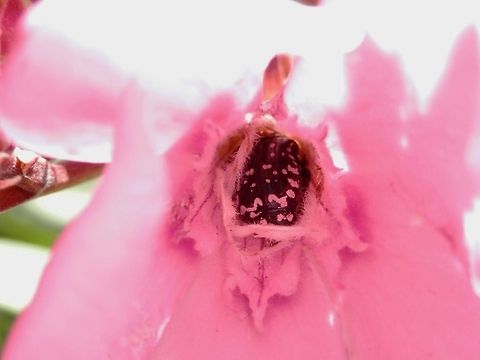 Middle-east flower scarab in pink oleander  Geotagged,Greece,Middle-east flower scarab,Oxythyrea cinctella,Santorini,Spring