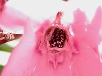 Middle-east flower scarab in pink oleander  Geotagged,Greece,Middle-east flower scarab,Oxythyrea cinctella,Santorini,Spring