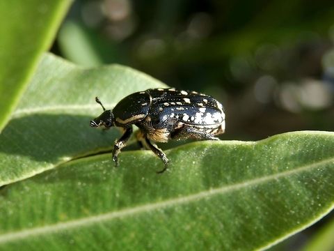 Middle-east flower scarab side view  Geotagged,Greece,Middle-east flower scarab,Oxythyrea cinctella,Santorini,Spring