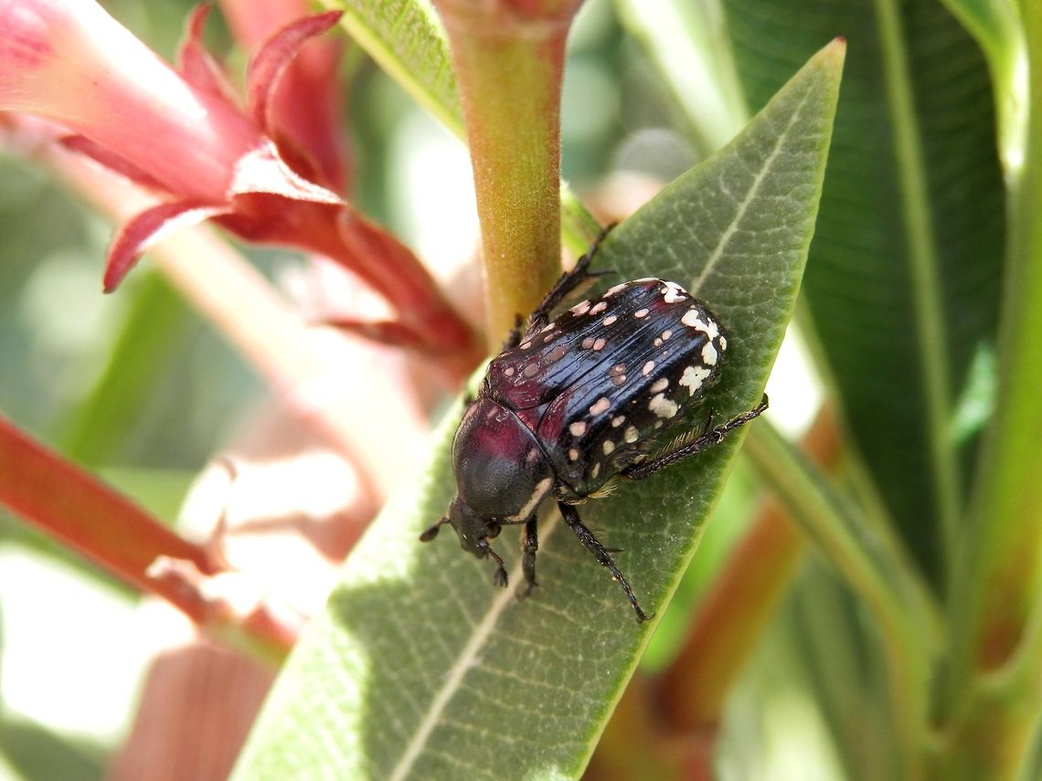 Middle-east flower scarab  Geotagged,Greece,Middle-east flower scarab,Oxythyrea cinctella,Santorini,Spring