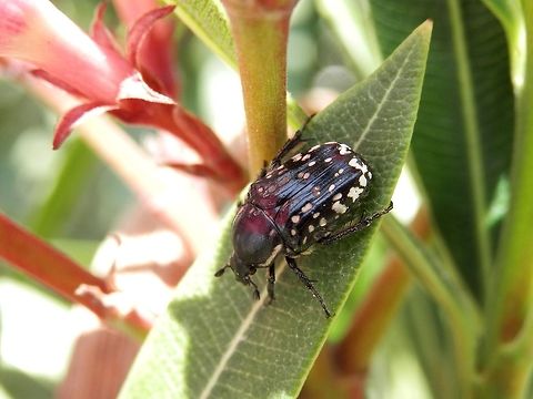 Middle-east flower scarab  Geotagged,Greece,Middle-east flower scarab,Oxythyrea cinctella,Santorini,Spring