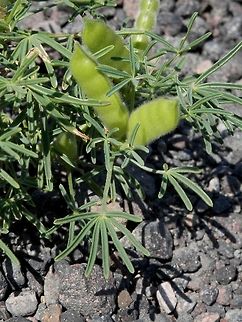 Narrow-leaved lupin This lupin has colonised part of the active volcano Nea Kameni. Geotagged,Greece,Lupinus angustifolius,Narrow-leaved lupine,Santorini
