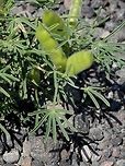 Narrow-leaved lupin This lupin has colonised part of the active volcano Nea Kameni. Geotagged,Greece,Lupinus angustifolius,Narrow-leaved lupine,Santorini
