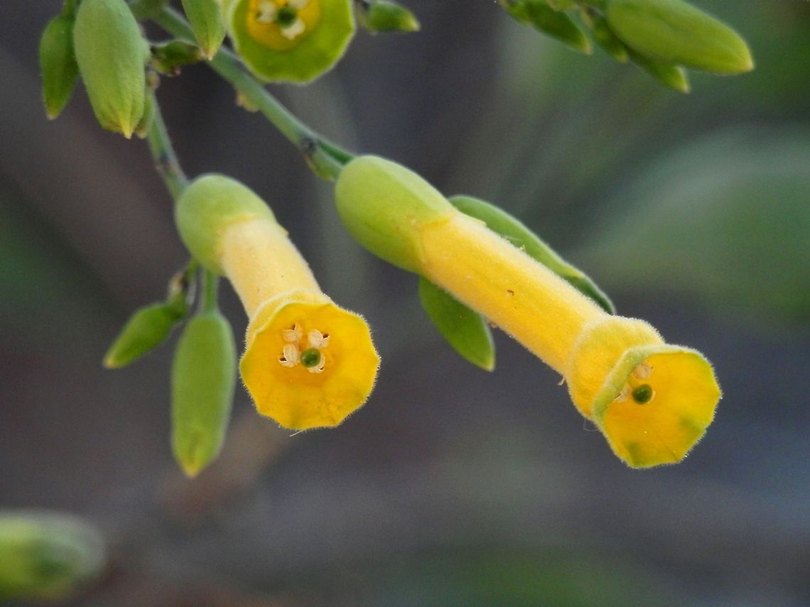 Tree tobacco  Greece,Nicotiana glauca,Santorini