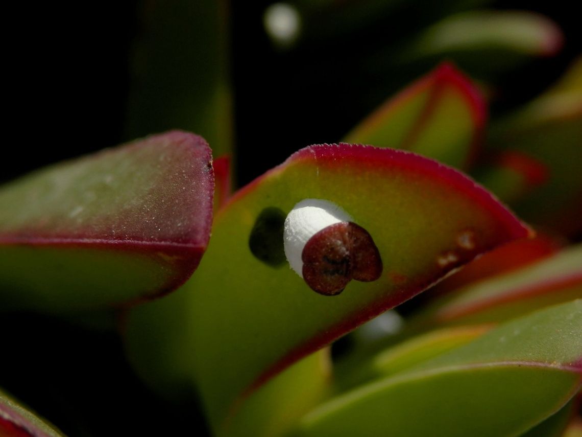Iceplant scale  Greece,Iceplant scale,Pulvinariella mesembryanthemi,Santorini