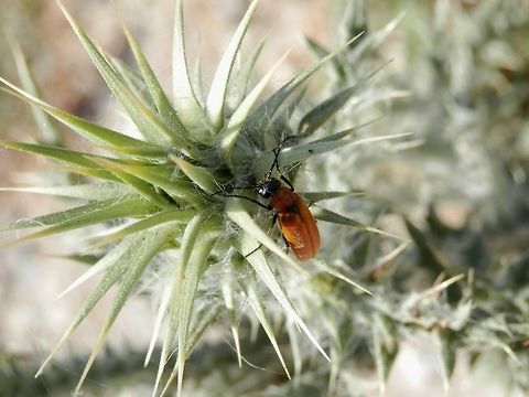 Zonitis immaculata  Greece,Immaculate blister beetle,Santorini,Zonitis immaculata