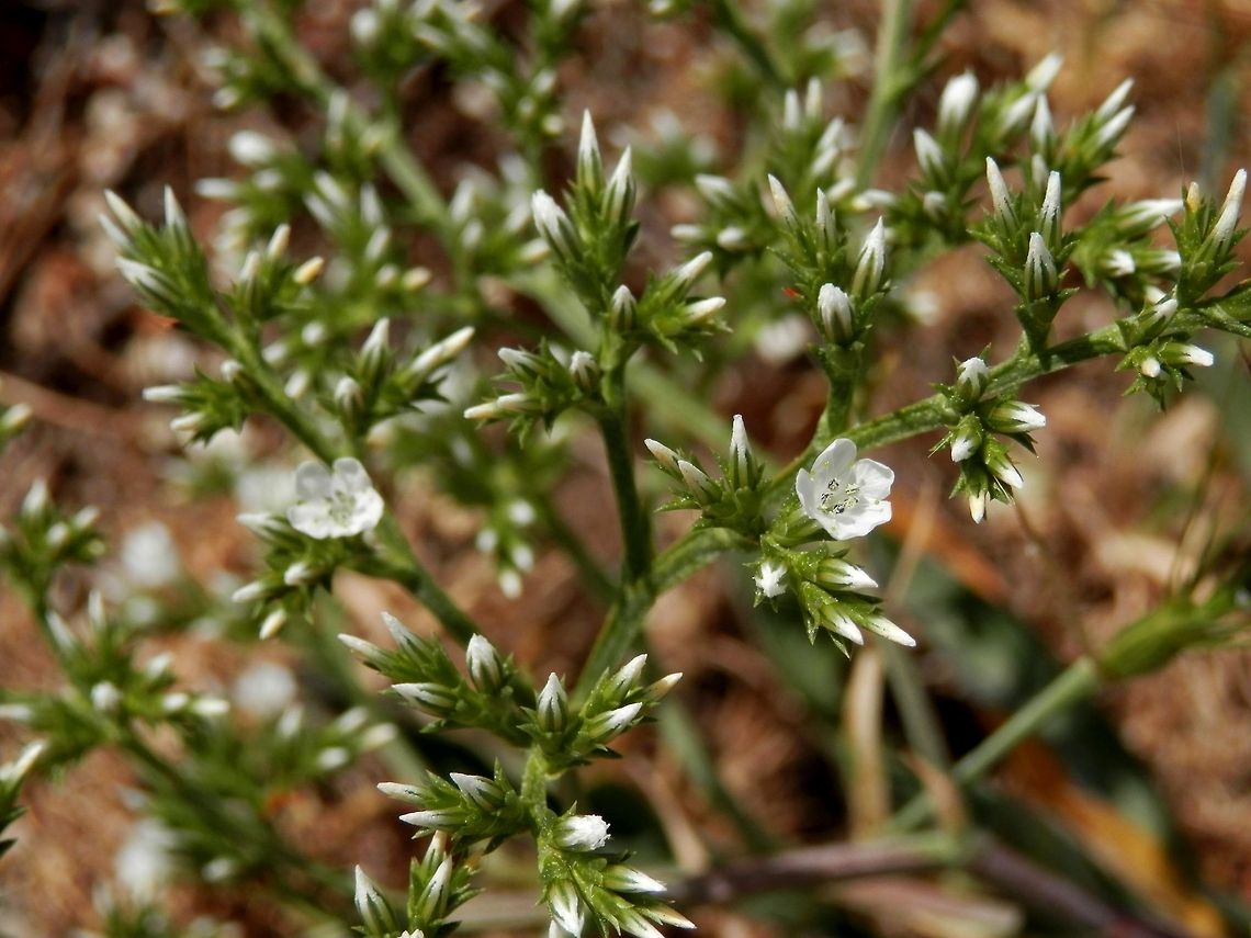Sea spray  Bulgaria,Bulgarian statice,Goniolimon collinum