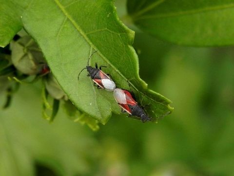 Hibiscus ground bugs  Bulgaria,Geotagged,Oxycarenus lavaterae