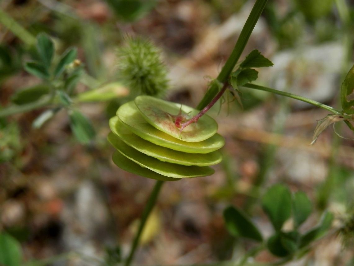 Button Medick  Bulgaria,Medicago orbicularis