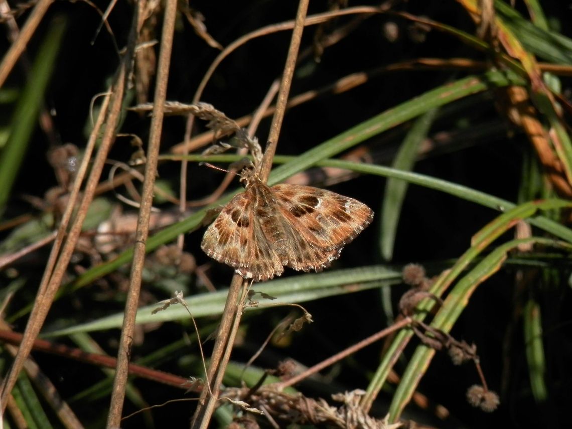 Mallow Skipper  Bulgaria,Carcharodus alceae