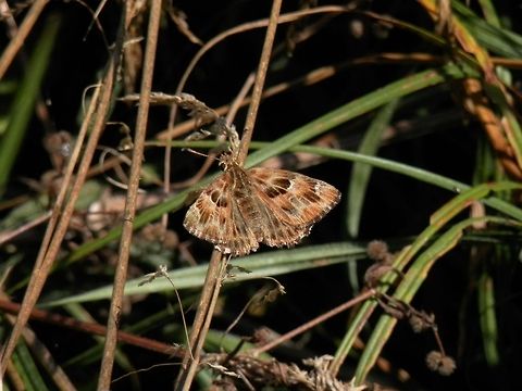 Mallow Skipper  Bulgaria,Carcharodus alceae