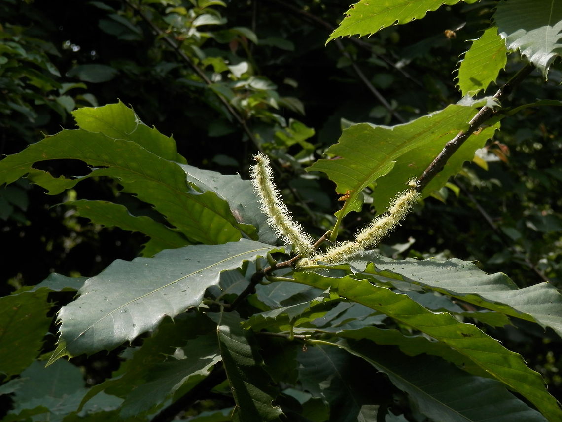 Sweet chestnut  Castanea sativa,Macedonia (FYROM)