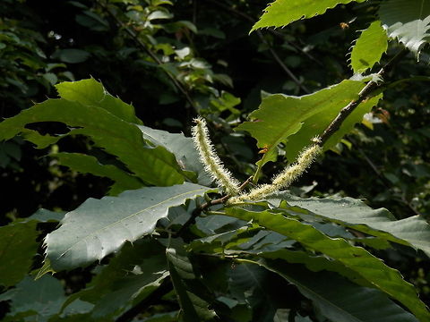 Sweet chestnut  Castanea sativa,Macedonia (FYROM)