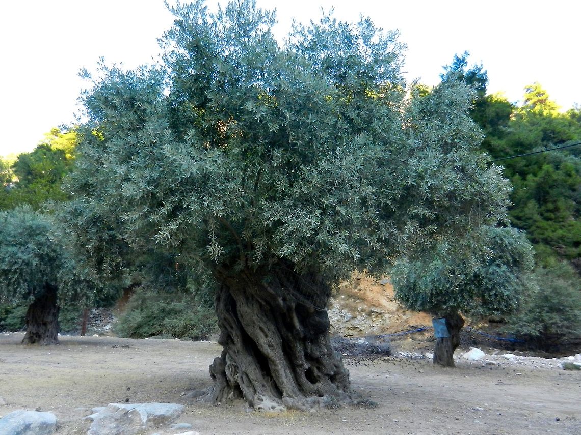 Old olive trees  Greece,Olea europaea,Olive Tree