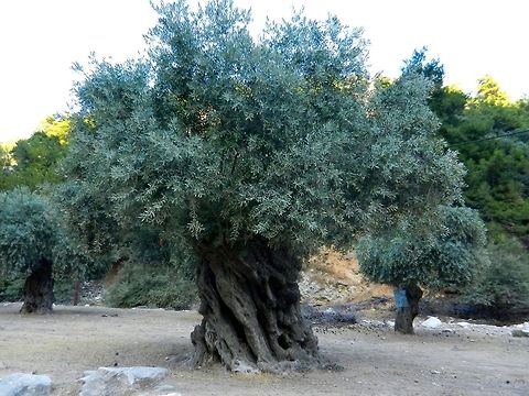 Old olive trees  Greece,Olea europaea,Olive Tree