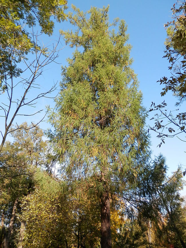 European larch  Alexandrovsky Park,European Larch,Geotagged,Larix decidua,Russia