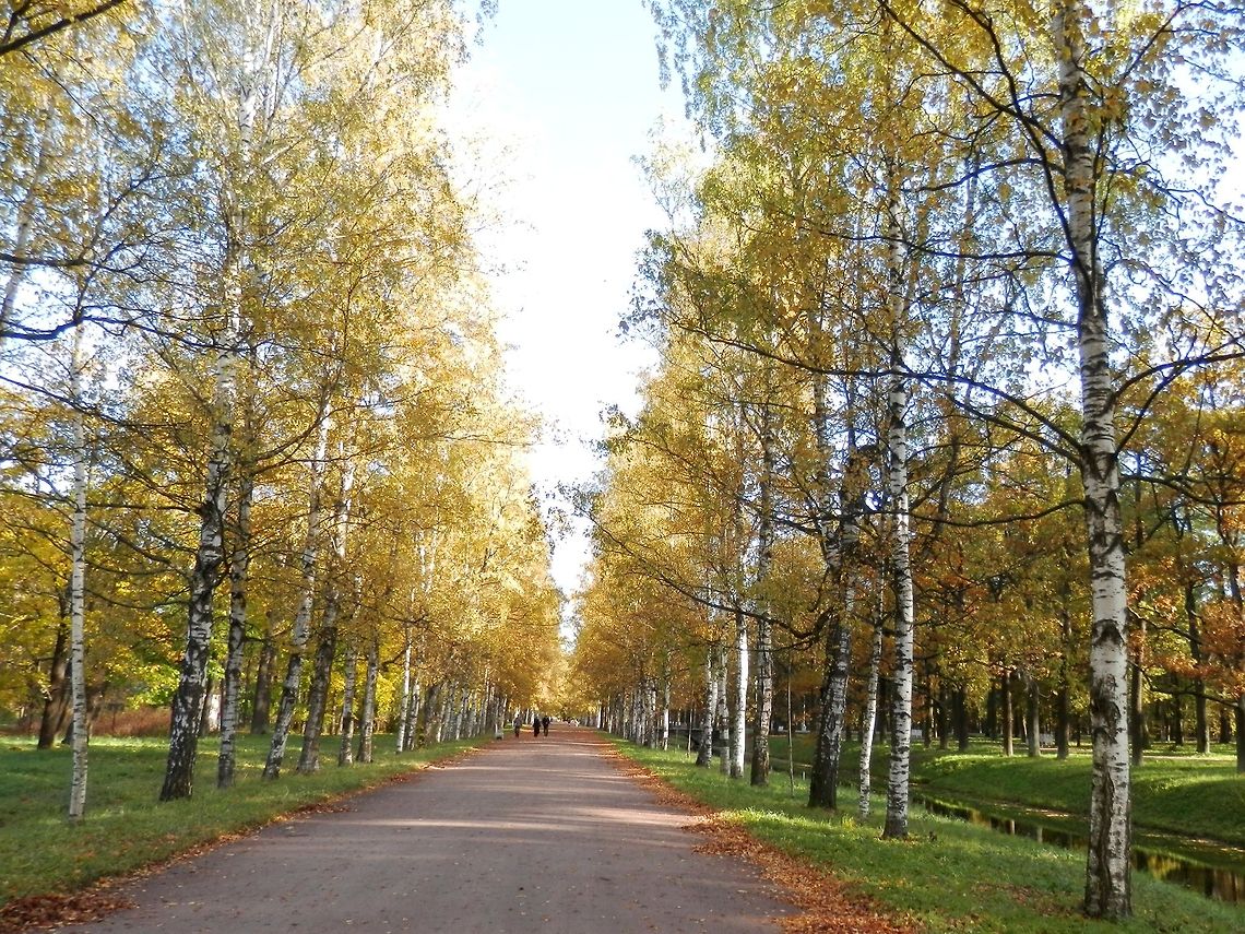 Silver birch A walk in the park - the silver birch alley. Alexandrovsky Park,Betula pendula,Geotagged,Russia,Silver birch