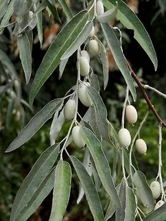 Russian olive fruits  Bulgaria,Elaeagnus angustifolia