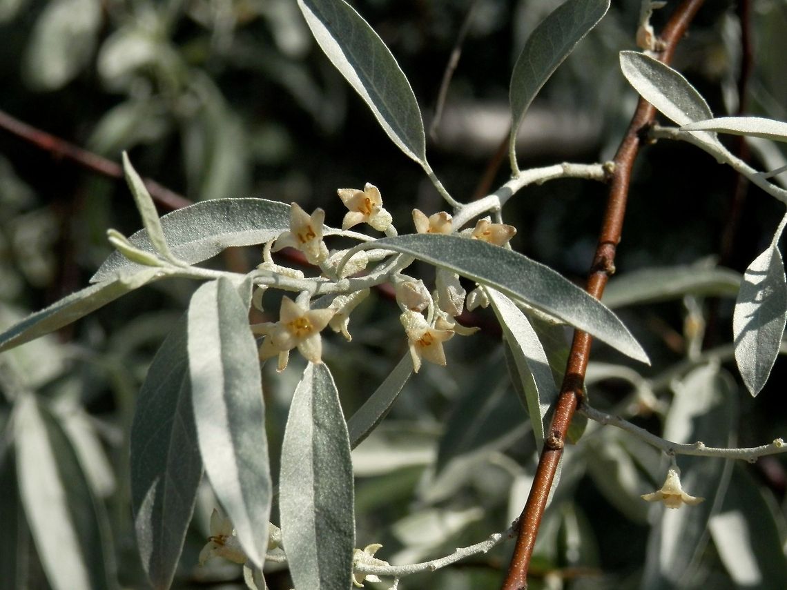 Russian olive bloom  Bulgaria,Elaeagnus angustifolia