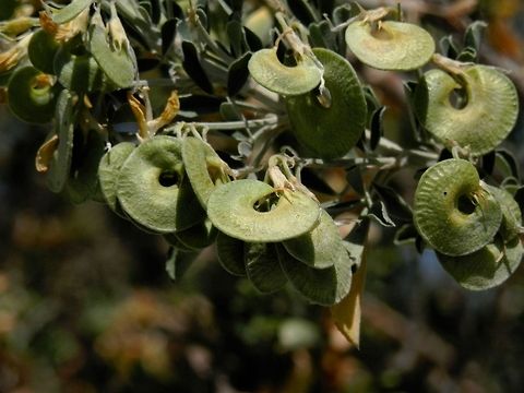 Tree medick fruits  Greece,Medicago arborea,Santorini,Tree Medick