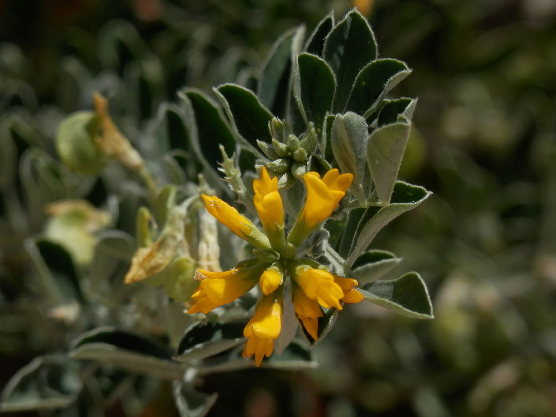 Tree medick bloom  Geotagged,Greece,Medicago arborea,Santorini,Spring,Tree Medick