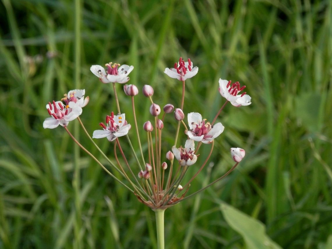Flowering rush  Bulgaria,Butomus umbellatus,Flowering rush,Geotagged