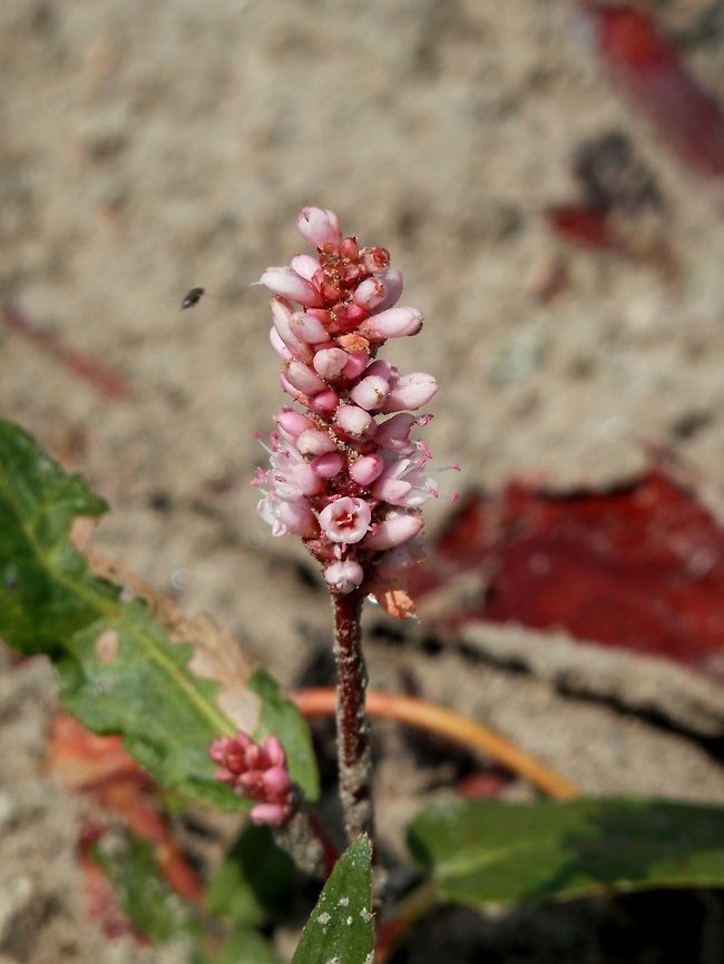 Water knotweed  Bulgaria,Persicaria amphibia