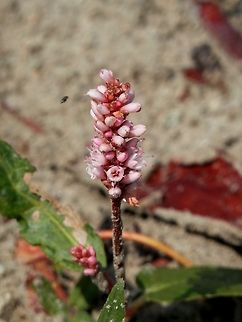 Water knotweed  Bulgaria,Persicaria amphibia