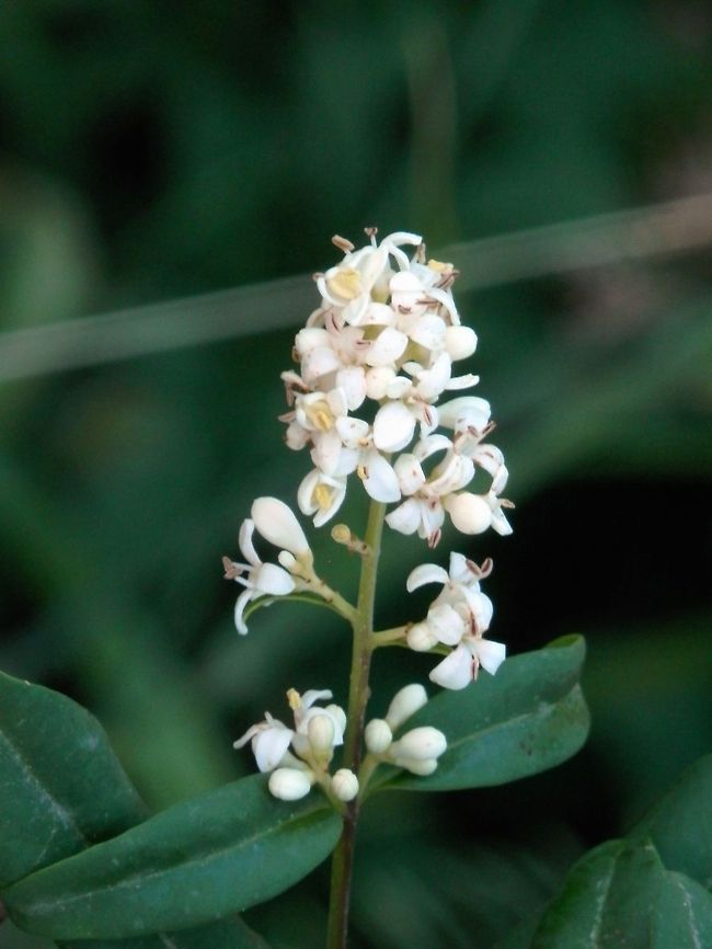 Wild privet  Bulgaria,Ligustrum vulgare