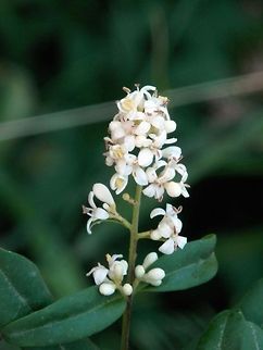 Wild privet  Bulgaria,Ligustrum vulgare