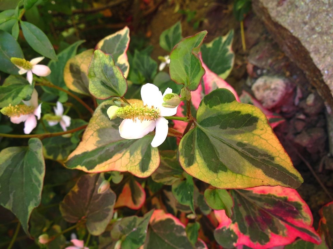 Chameleon plant  Bulgaria,Houttuynia cordata