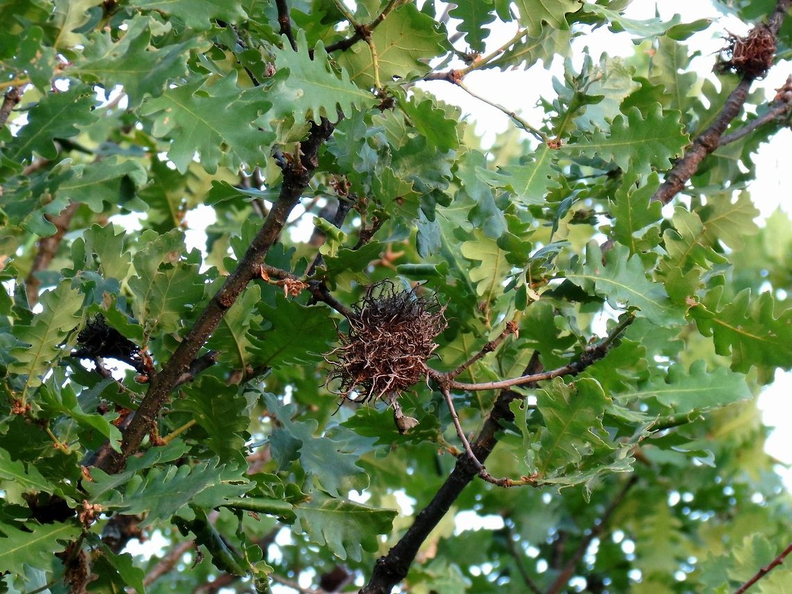 Cynipid gall wasp  Andricus caputmedusae,Bulgaria,Cynipid gall wasp,Geotagged