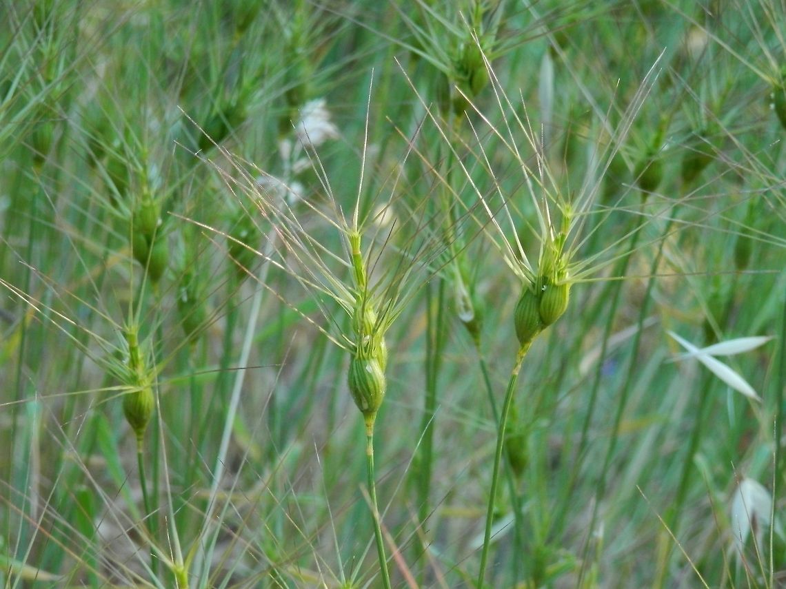 Ovate goat-grass  Aegilops geniculata,Bulgaria