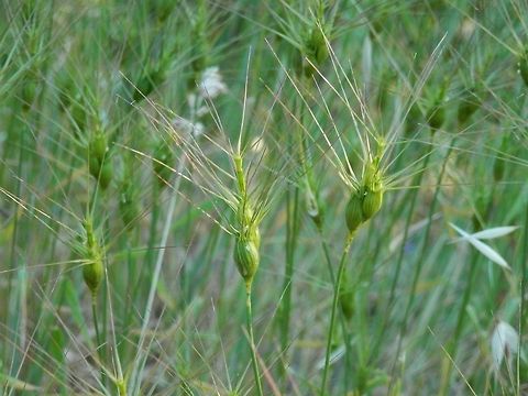 Ovate goat-grass  Aegilops geniculata,Bulgaria