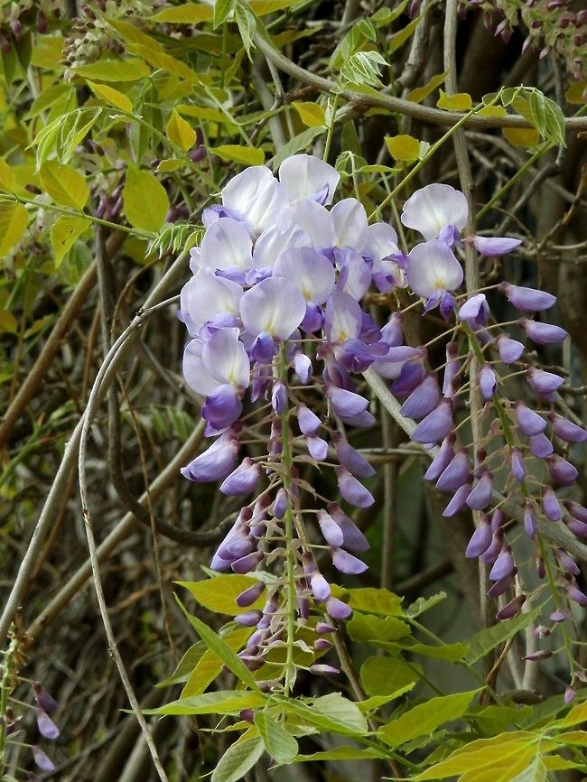 Chinese Wisteria  Bulgaria,Wisteria sinensis