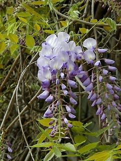 Chinese Wisteria  Bulgaria,Wisteria sinensis