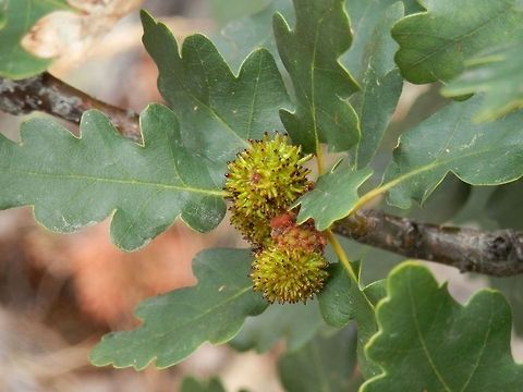 Hedgehog gall wasp Asexual generation galls Andricus lucidus,Bulgaria,Hedgehog gall wasp
