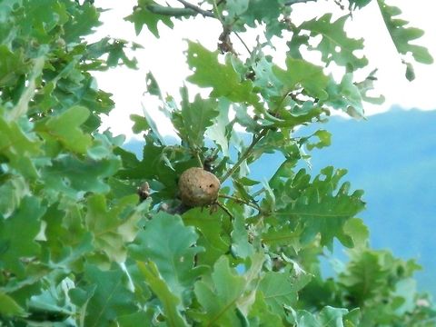 Oak apple gall wasp  Biorhiza pallida,Bulgaria