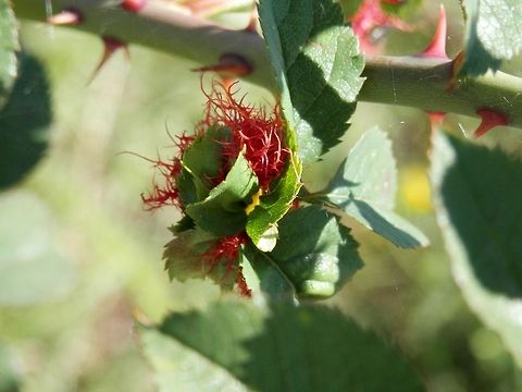 Rose bedeguar gall  Bulgaria,Diplolepis rosae,Rose bedeguar gall
