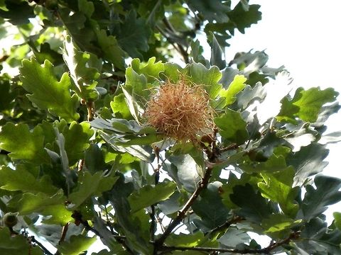 Cynipid gall wasp  Andricus caputmedusae,Bulgaria,Cynipid gall wasp