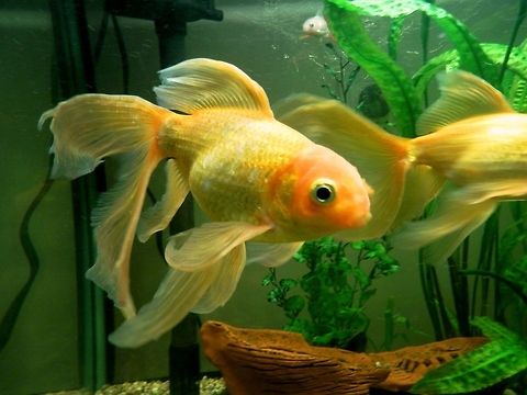Goldfish  Carassius auratus,Carassius auratus auratus,Goldfish
