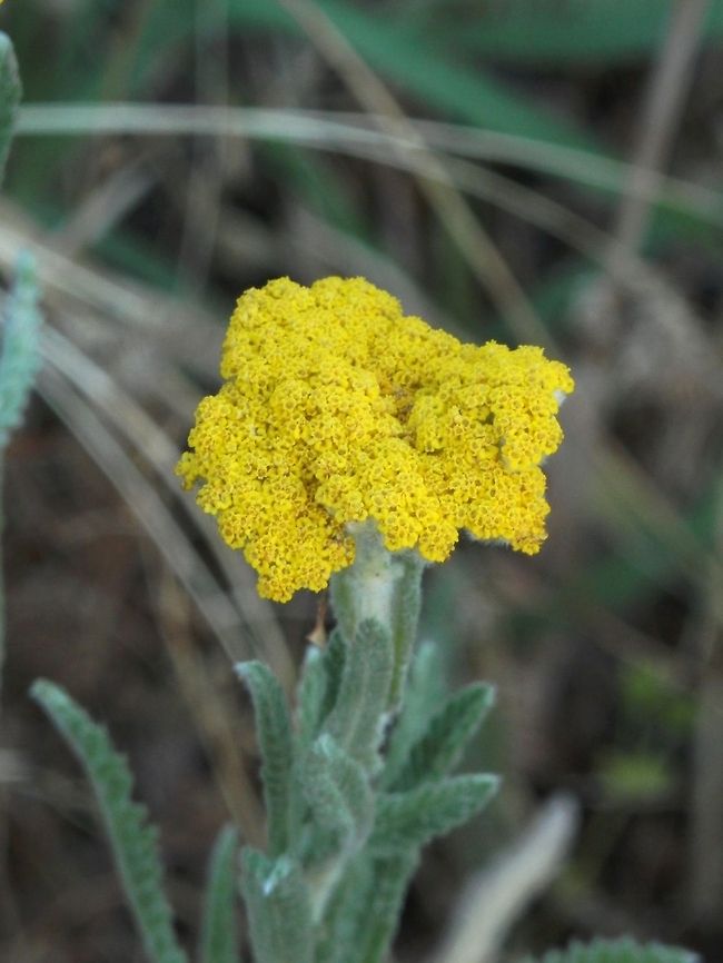 Silver-Leaved Yarrow  Achillea clypeolata,Bulgaria,Silver-leaved yarrow