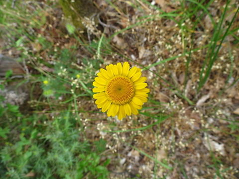 Golden marguerite  Cota tinctoria