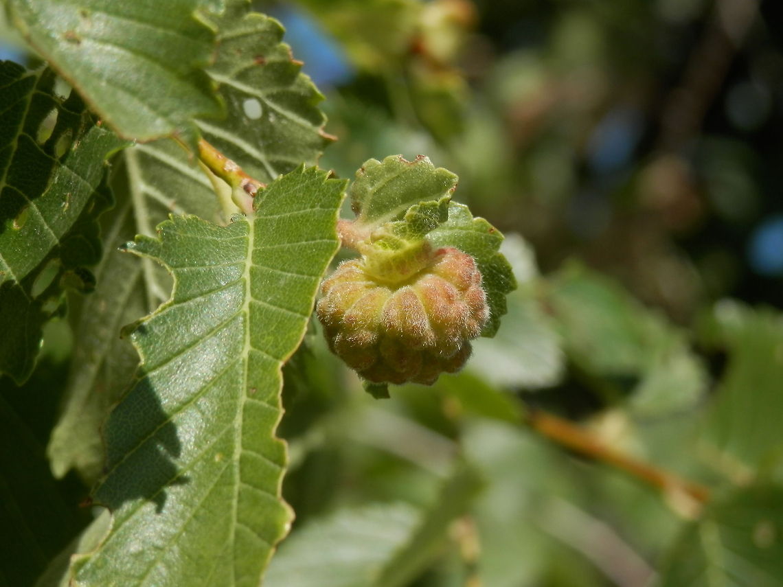 Woolly elm aphid  Bulgaria,Eriosoma lanuginosum,Woolly elm aphid